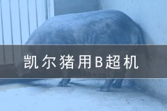 獸用b超機會給養豬場帶來哪些效益？